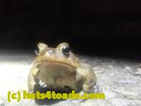 /home//u458753944/public_html/sourcegallery//Roxborough Toad Detour/2026/2026-04-01/P4011607.JPG